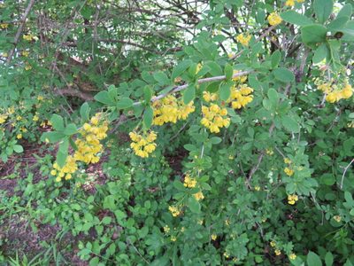 Berberis vulgaris, photographed by Howard Williams