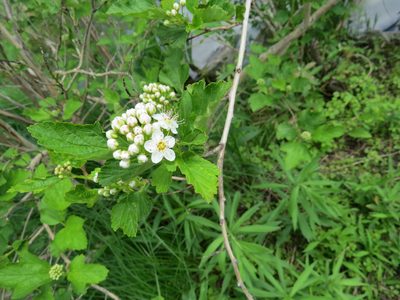 Physocarpus opulifolius, photographed by Howard Williams