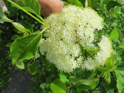Viburnum lentago, photographed by Howard Williams
