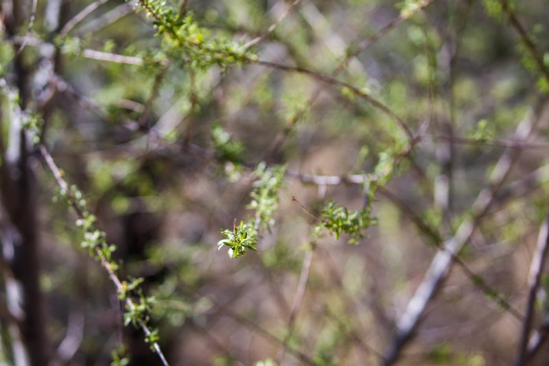 Salix taxifolia, photographed by Melissa McMasters