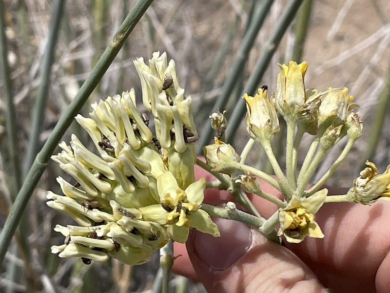 Asclepias subulata, photographed by Bobby McCabe