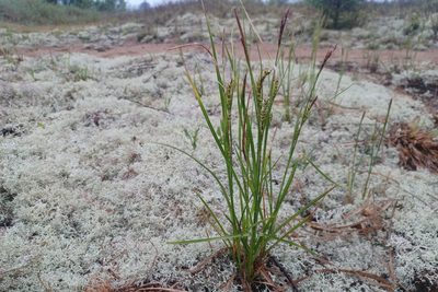 Carex houghtoniana, photographed by Quinten Wiegersma