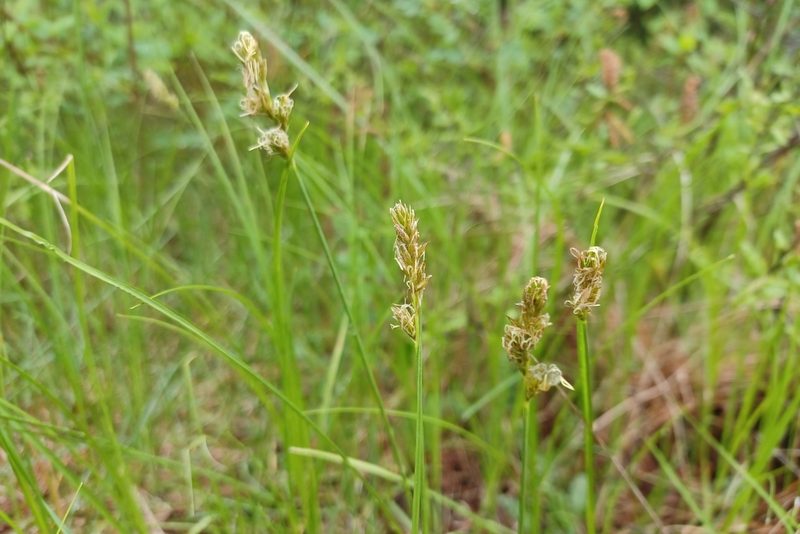 Carex siccata, photographed by Quinten Wiegersma