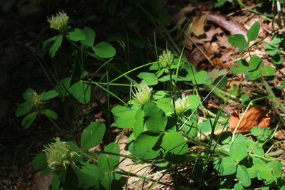 Trifolium ochroleucon, photographed by CorentinD