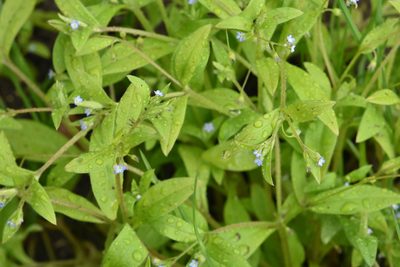 Myosotis sparsiflora, photographed by Марина Садыкова