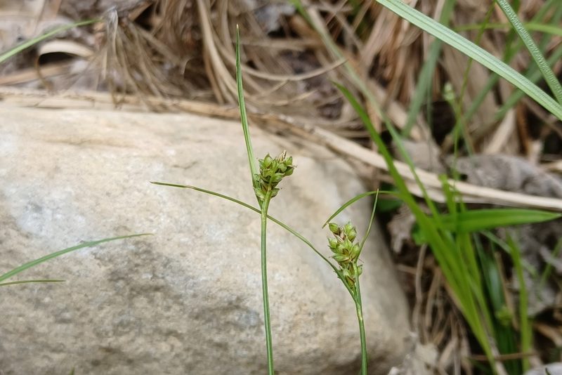 Carex deflexa, photographed by Quinten Wiegersma