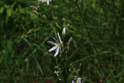 Anthericum liliago, photographed by CorentinD