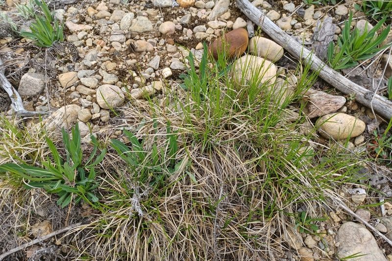 Carex lucorum, photographed by Quinten Wiegersma