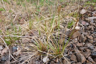Carex lucorum, photographed by Quinten Wiegersma