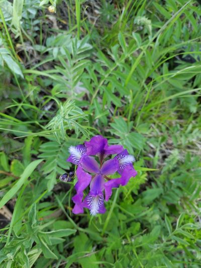 Iris furcata, photographed by Дауд Арсанукаев