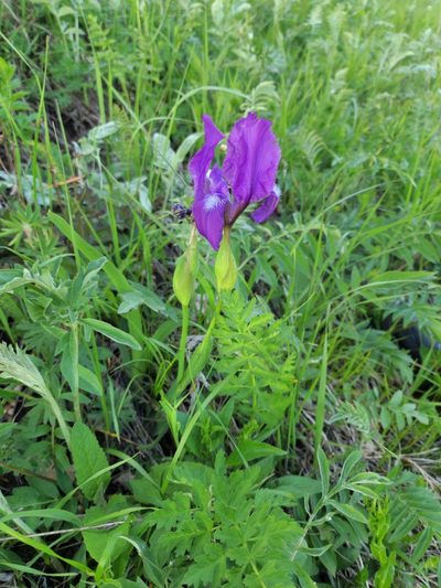 Iris furcata, photographed by Дауд Арсанукаев