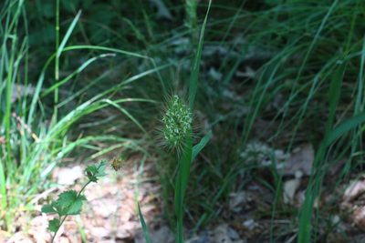Cynosurus echinatus