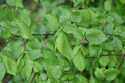 Ulmus laevis, photographed by Марина Садыкова