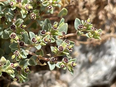 Euphorbia polycarpa, photographed by Bobby McCabe