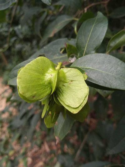 Callaeum psilophyllum, photographed by Gustavo Puente