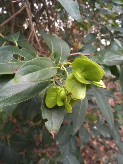 Callaeum psilophyllum, photographed by Gustavo Puente