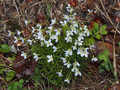 Houstonia caerulea, photographed by Tom Armstrong