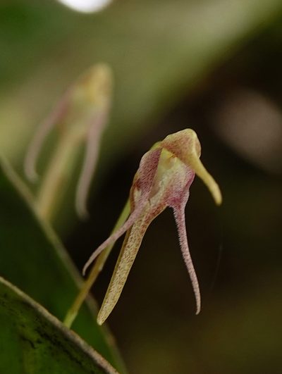 Pleurothallis tetragona, photographed by desertnaturalist