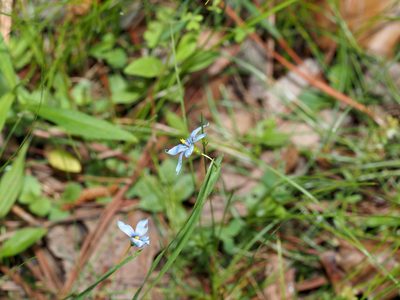 Sisyrinchium angustifolium, photographed by Jeff Clark