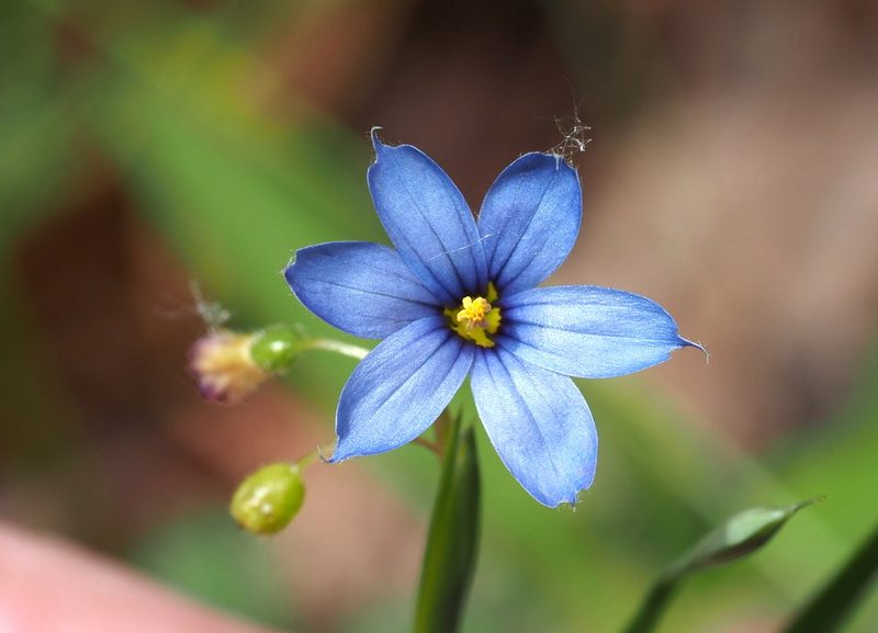 Sisyrinchium angustifolium, photographed by Jeff Clark