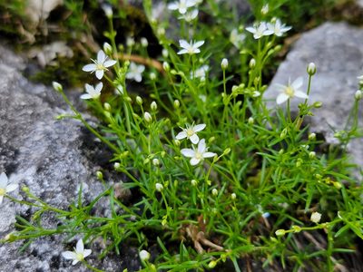 Moehringia muscosa, photographed by Elias