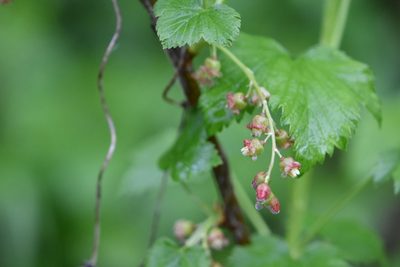 Ribes nigrum, photographed by Марина Садыкова