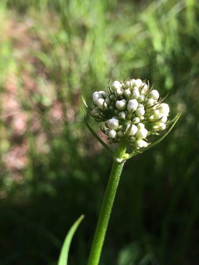 Valeriana uliginosa, photographed by Derek