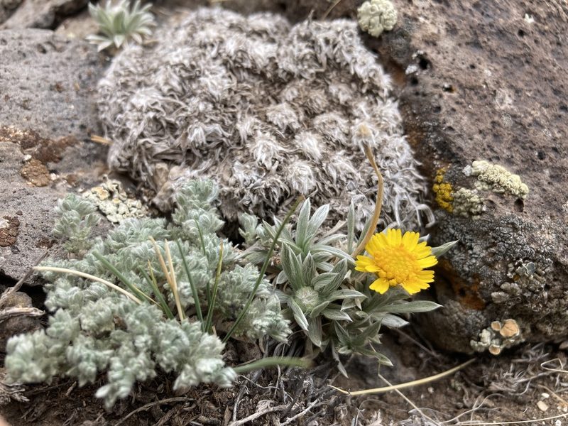 Tetraneuris acaulis, photographed by Cecelia Alexander