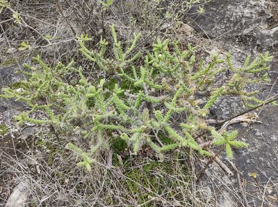 Opuntia pubescens, photographed by Sandino Guerrero