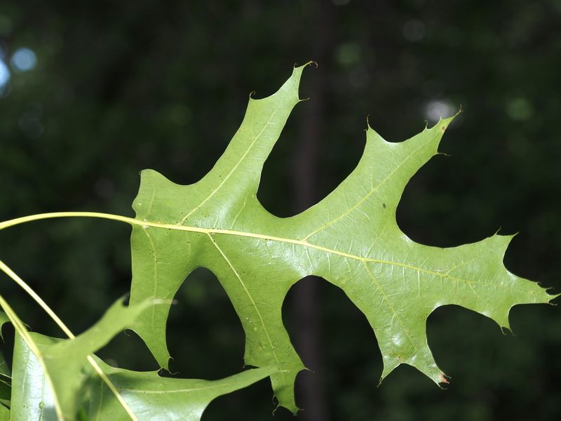 Quercus coccinea, photographed by Jeff Clark