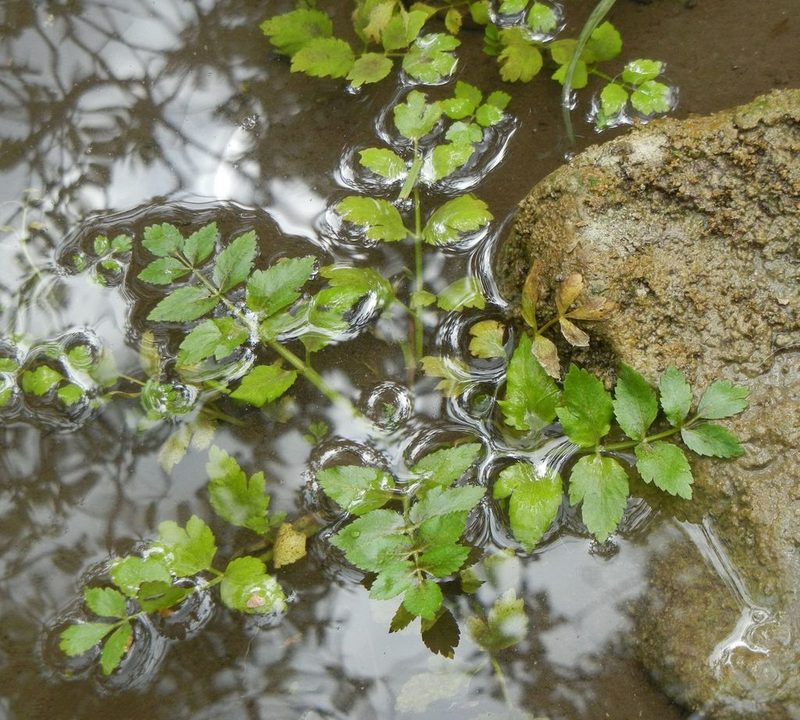Berula erecta, photographed by Jon Mortin