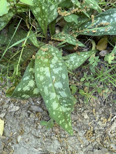 Pulmonaria longifolia, photographed by rmjb