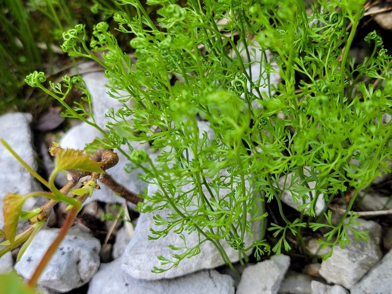 Asplenium fissum, photographed by Elias