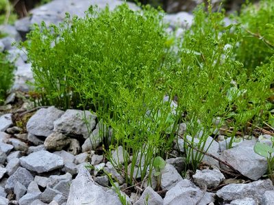 Asplenium fissum, photographed by Elias