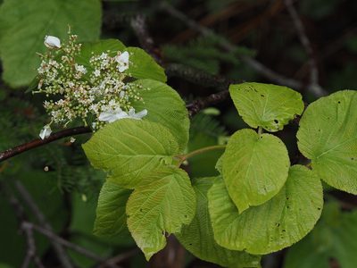 Viburnum lantanoides, photographed by Tom Armstrong