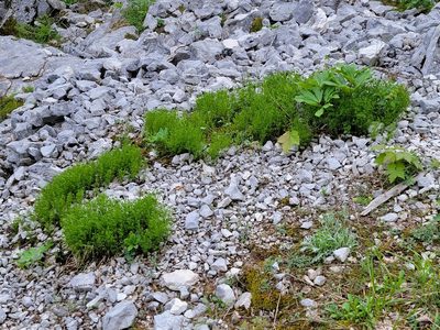 Asplenium fissum, photographed by Elias
