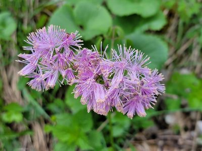 Thalictrum aquilegiifolium, photographed by Elias