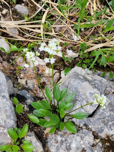 Valeriana saxatilis, photographed by Elias