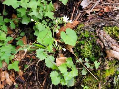 Saxifraga rotundifolia, photographed by Elias