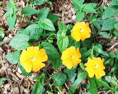 Thunbergia alata, photographed by ajott