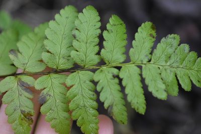 Dryopteris cristata, photographed by Марина Садыкова