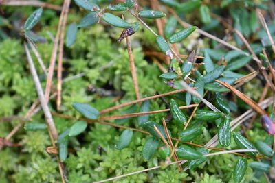 Vaccinium oxycoccos, photographed by Марина Садыкова