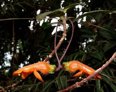 Columnea strigosa, photographed by desertnaturalist