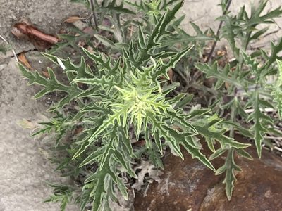 Ambrosia psilostachya, photographed by Lightning Star Sky / Skyler Noah Wall