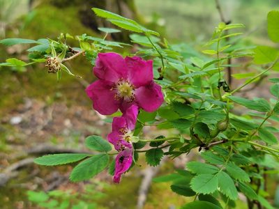 Rosa pendulina, photographed by Elias