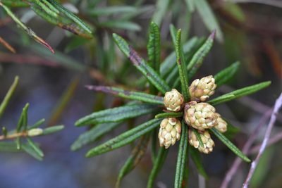 Rhododendron tomentosum, photographed by Марина Садыкова