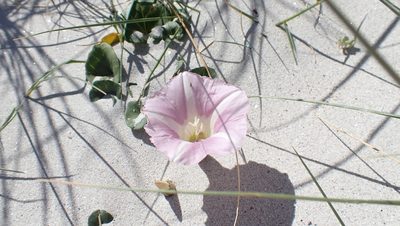 Calystegia soldanella, photographed by Julien Tchilinguirian
