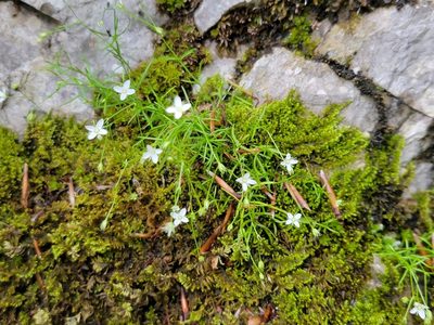 Moehringia muscosa, photographed by Elias