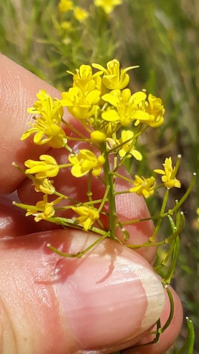 Descurainia bourgaeana, photographed by Alessia Guggisberg