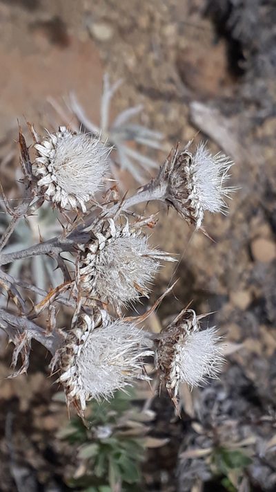 Carlina xeranthemoides, photographed by Alessia Guggisberg